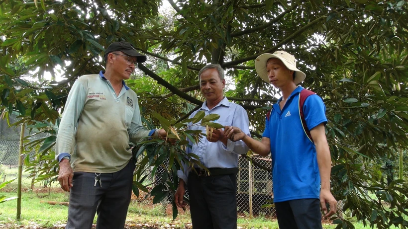 Ông Trần A Sám thành công nhờ mạnh dạn chuyển đổi cây trồng