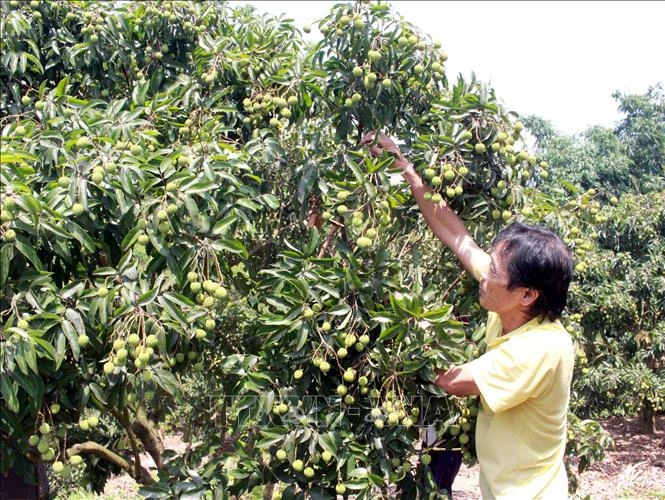 Anh Lý Văn Bảo, thôn Lâm, xã Nam Dương (Lục Ngạn, Bắc Giang) chăm sóc diện tích vải thiều đã được cấp mã số vùng trồng xuất khẩu sang Nhật Bản. Ảnh: Đồng Thúy - TTXVN