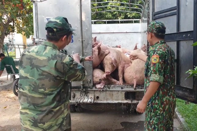 Việc lợn nhập lậu liên tục tuồn vào Việt Nam khiến giá lợn trong nước rơi vào tình trạng chưa tăng đã giảm. Ảnh: tienphong.vn 