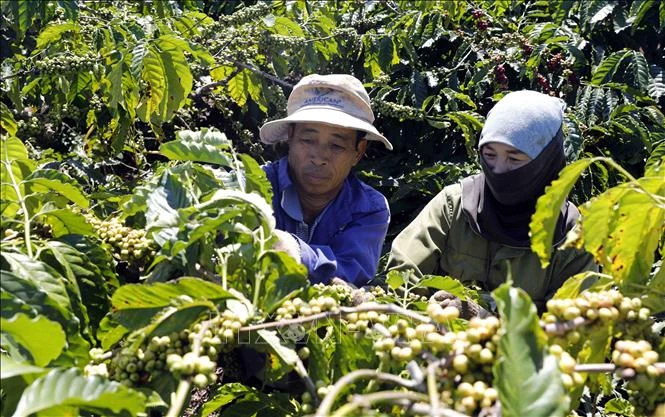 Gia đình ông Nguyễn Văn Thắng ở xã Phú Lộc, huyện Krông Năng vay vốn ưu đãi đầu tư cải tạo, chăm sóc 4 ha vườn, đồi cà phê, mỗi năm thu hàng chục tấn. Ảnh: Trần Việt - TTXVN