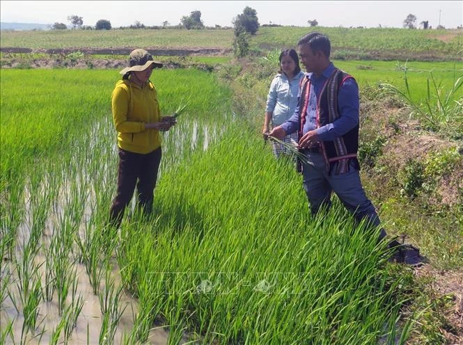 Ông Ksor Y Đen - Đại biểu Hội đồng nhân dân huyện Sông Hinh hướng dẫn người dân xã Ea Lâm trồng lúa nước. Ảnh: Xuân Triệu - TTXVN