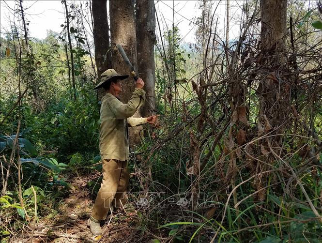 Người dân quản lý, bảo vệ rừng phát quang khu vực có nguy cơ xảy ra cháy. Ảnh: TTXVN phát.