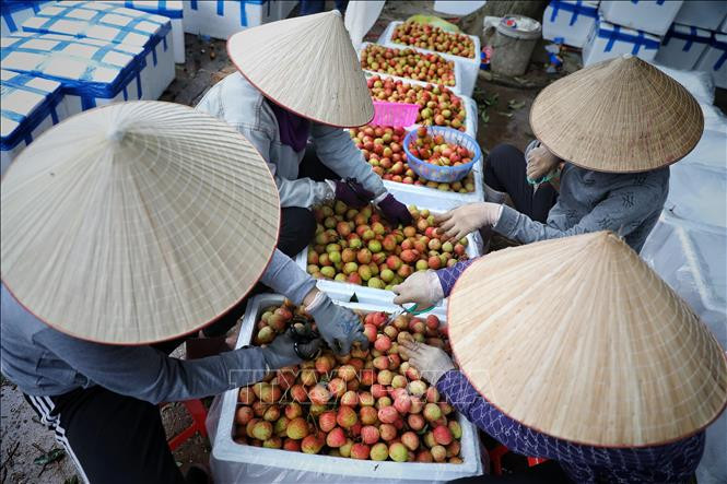 Điểm thu mua và sơ chế vải sớm tại xã Phượng Sơn, huyện Lục Ngạn (Bắc Giang). Ảnh: Danh Lam- TTXVN 