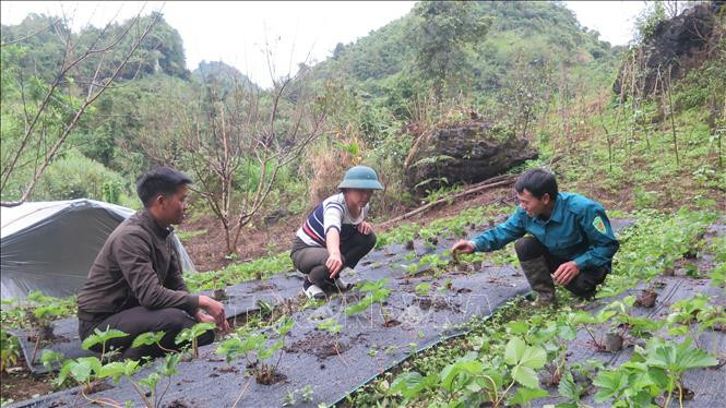 Cán bộ xã Nùng Nàng thăm mô hình trồng dâu tây của đảng viên người Mông Sùng A Chớ, thuộc chi bộ bản Sáy San 1, xã Nùng Nàng, huyện Tam Đường (Lai Châu). Ảnh: Việt Hoàng-TTXVN 