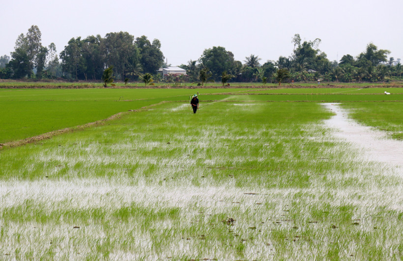Nông dân xã Thạnh Lộc, huyện Châu Thành (Kiên Giang) phun xịt thuốc phòng trừ sâu bệnh bảo vệ lúa Đông Xuân 2021 - 2022. Ảnh: Lê Huy Hải - TTXVN 