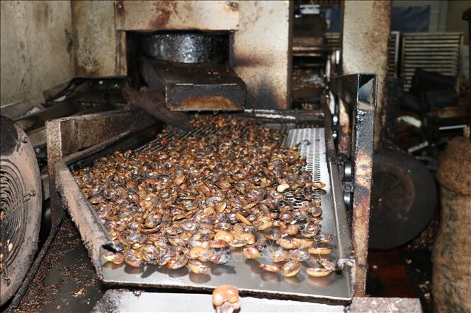 Gia công hạt điều thô tại xã Bình Tân, huyện Phú Riềng (Bình Phước). Ảnh: K GỬIH - TTXVN
