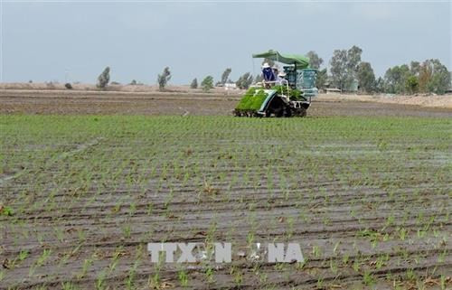 Giao sạ lúa theo kế hoạch để đạt sản lượng cao. Ảnh: Trường Giang, TTXVN