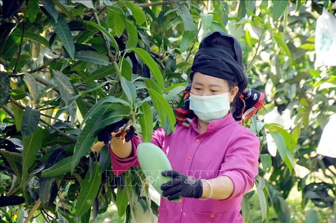 Thành viên Hợp tác xã nông nghiệp an toàn Chiềng Hặc, huyện Yên Châu, tỉnh Sơn La thu hoạch xoài để phục vụ xuất khẩu. Ảnh: Quang Quyết-TTXVN