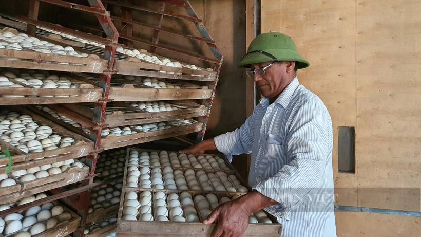 Ông Ngô Văn Quyền ở thị trấn Hậu Lộc, huyện Hậu Lộc, tỉnh Thanh Hóa đã biến vùng “đất khó” thành trại chăn nuôi ngan, nuôi ngỗng kết hợp mô hình ấp nở trứng ngan, trứng ngỗng mỗi năm cho thu nhập hơn nửa tỷ đồng. Ảnh: danviet.vn