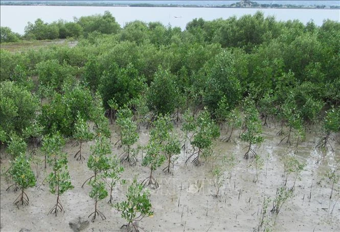 Trồng rừng ngập mặn phục hồi hệ sinh thái Đầm Nại (huyện Ninh Hải, Ninh Thuận). Ảnh: Nguyễn Thành – TTXVN