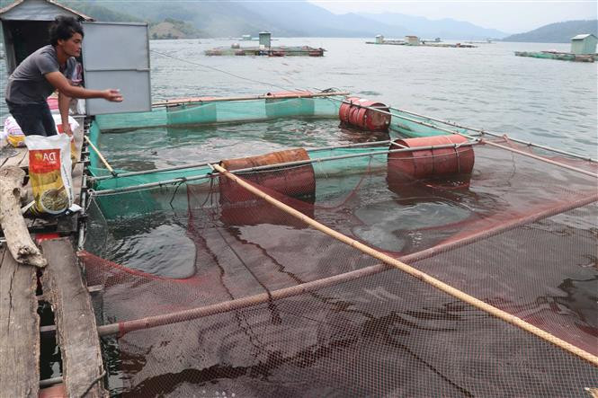 Anh Nguyễn Quốc Luật cho cá chép ăn đậu tằm để vỗ giòn. Ảnh: Phạm Kha – TTXVN 