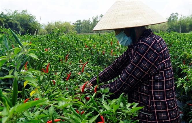 Giá ớt năm trước cao nên năm nay nhiều nông dân chuyển trồng lạc, dưa sang trồng ớt, dẫn đến nguồn cung vượt cầu. Ảnh: Tường Quân - TTXVN 