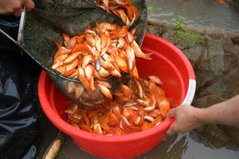 Làng nghề nuôi cá chép đỏ Thủy Trầm tất bật trước ngày Tết ông Công, ông Táo