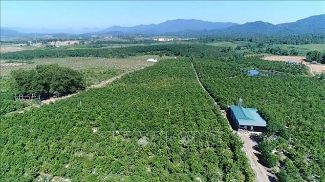 Thanh Hóa: Trồng cam giúp người dân miền núi giảm nghèo. Ảnh: Nguyễn Nam