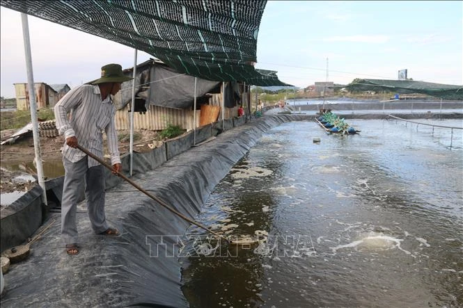 Mô hình nuôi tôm theo công nghệ cao của gia đình ông Lê Quang Hùng, khu phố 4, phường 12, thành phố Vũng Tàu cho thu nhập khoảng gần 1 tỷ đồng. Ảnh: Hoàng Nhị - TTXVN