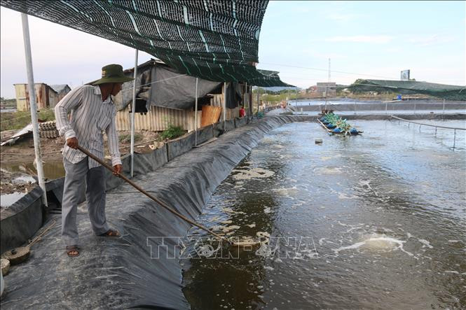 Mô hình nuôi tôm theo công nghệ cao của gia đình ông Lê Quang Hùng, khu phố 4, phường 12, thành phố Vũng Tàu cho thu nhập khoảng gần 1 tỷ đồng. Ảnh: Hoàng Nhị - TTXVN