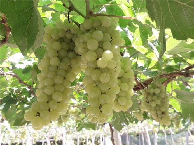 Giống nho mới không hạt NH04-128. Ảnh: TTXVN phát 