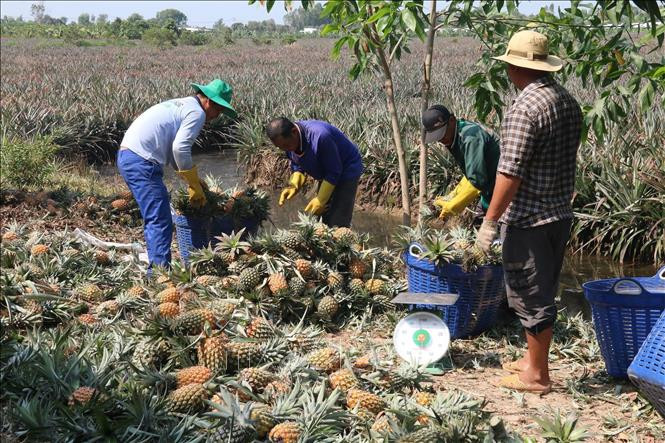 Sản xuất rải vụ, nông dân trồng dứa Đồng Tháp Mười trúng mùa, bội thu