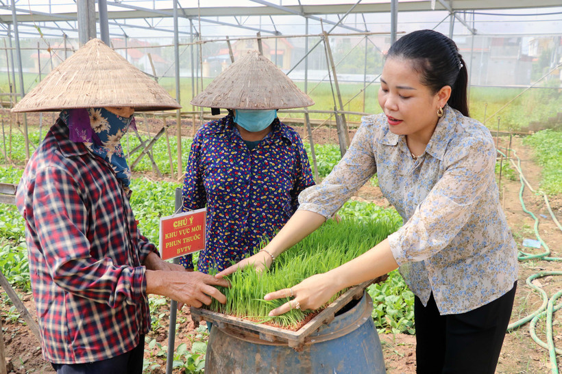 Giống lúa chất lượng cao.Ảnh: Thu Hiền - TTXVN 