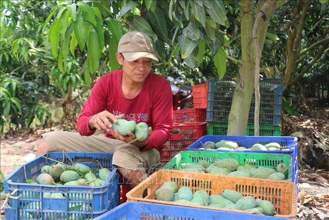 Sẽ chuyển giao giống xoài Mỹ cho người dân canh tác