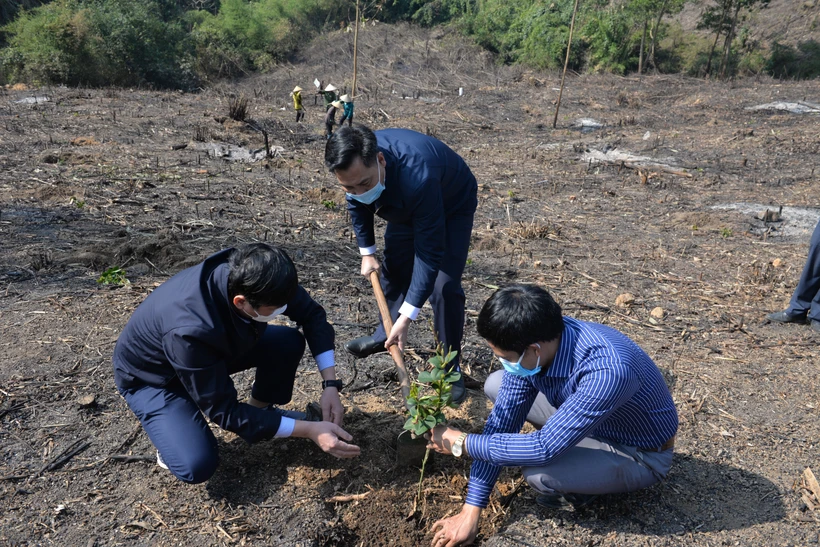 Các cán bộ trực tiếp trồng cây sở và hướng dẫn cho người dân trồng đúng kỹ thuật. Ảnh: Thanh Vân - TTXVN 
