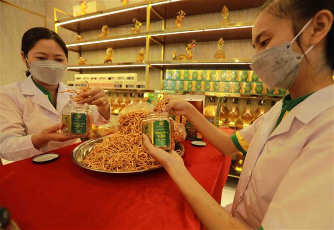 Sản phẩm Đông trùng hạ thảo của HTX Nông nghiệp ứng dụng công nghệ cao giọt phù sa (ấp Nhơn Lộc, thị trấn Phong Điền, huyện Phong Điền) đạt tiêu chuẩn OCOP 4 sao, đợt 1 năm 2022. Ảnh: Vũ Sinh - TTXVN 