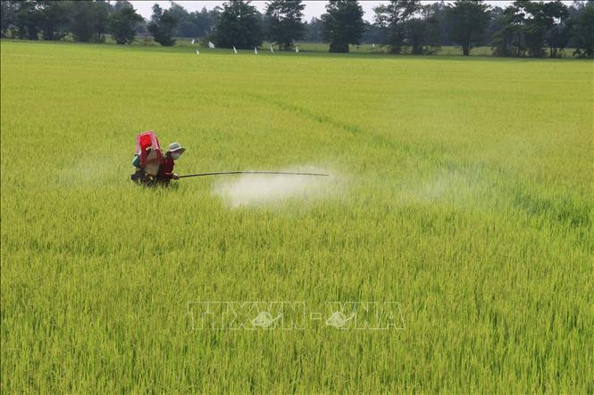 Phun thuốc bảo vệ thực vật vào sản xuất lúa. Ảnh: Nguyễn Văn Trí- TTXVN