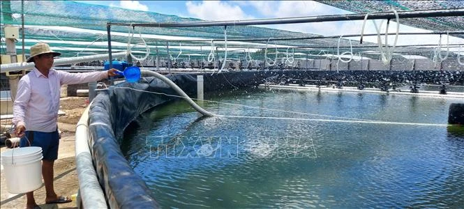 Mô hình nuôi tôm thẻ chân trắng thâm canh công nghệ cao hai giai đoạn ở xã Thới Thuận, huyện Bình Đại. Ảnh Công Trí-TTXVN 