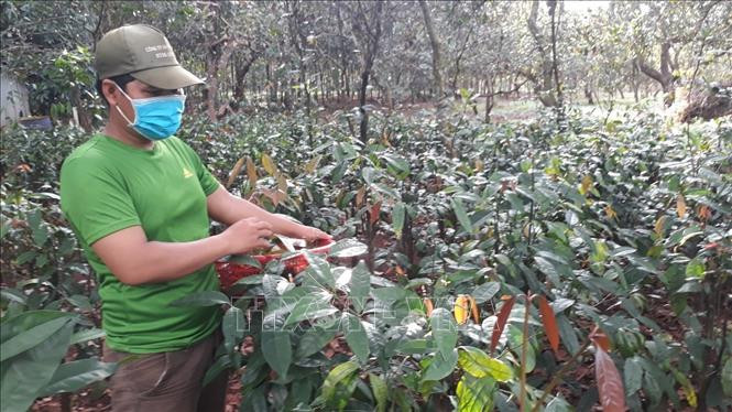 Cây nhíp rừng được đồng bào S'tiêng đưa về trồng trong vườn. Ảnh: K GỬIH –TTXVN