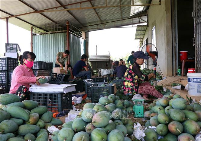 Người dân huyện Mai Sơn phân loại, lựa chọn xoài đóng gói phục vụ xuất khẩu. Ảnh: Hữu Quyết - TTXVN