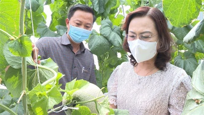 Phó Bí thư Tỉnh ủy Bạc Liêu Lê Thị Ái Nam tham quan mô hình trồng dưa lưới trong nhà kính. Ảnh: Tuấn Kiệt – TTXVN 