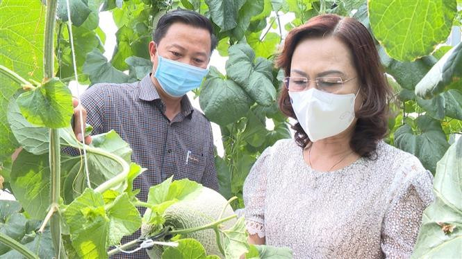 Phó Bí thư Tỉnh ủy Bạc Liêu Lê Thị Ái Nam tham quan mô hình trồng dưa lưới trong nhà kính. Ảnh: Tuấn Kiệt – TTXVN 