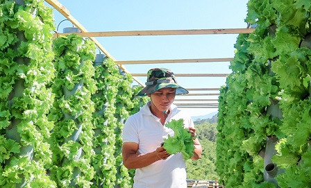 Vườn khí canh của anh Phạm Thế Tuấn. Ảnh: baolamdong.vn 