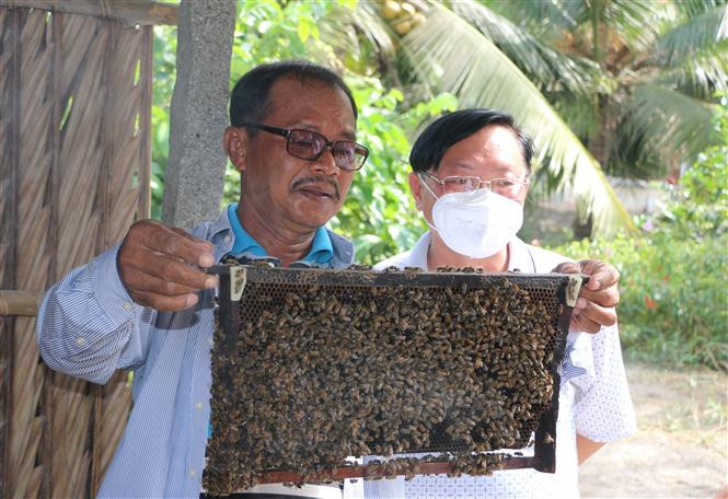 Để đàn ong phát triển tốt người nuôi cần thường xuyên kiểm tra theo dõi. Ảnh: Tuấn Kiệt – TTXVN 