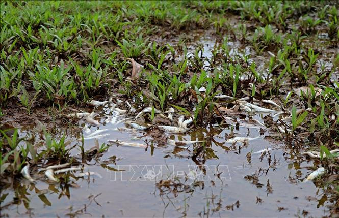 Cá suối chết trắng cạnh bờ suối Cái. Ảnh: Thanh Hải - TTXVN