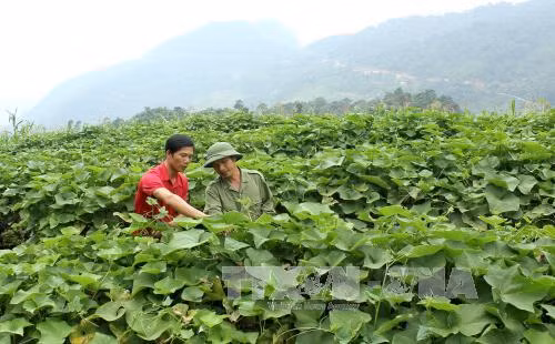 Trồng su su lấy ngọn mang lại hiệu quả gấp 3-4 lần so với trồng ngô ở xã Hồng Thái. Ảnh: Văn Tý/TTXVN