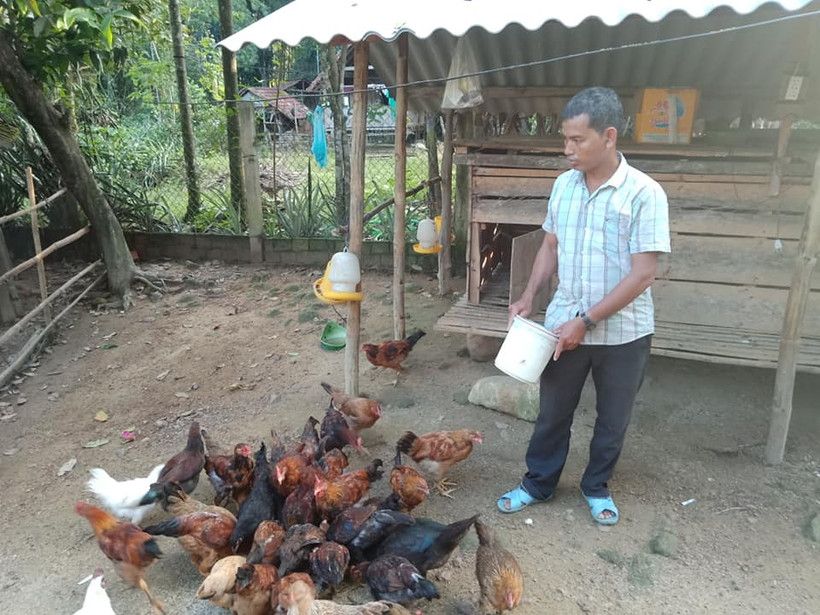 Gà kiến Sơn Hà. Ảnh: ocopquangngai.com