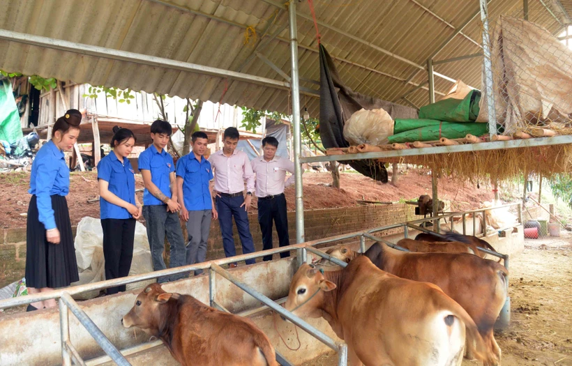 Cán bộ Phòng giao dịch Ngân CSXH huyện Yên Châu và đoàn viên thanh niên xã Chiềng Sàng tham quan mô hình nuôi bò nhốt chuồng của anh Quàng Văn Vân. Ảnh: Quang Quyết-TTXVN 