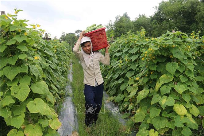 Nông dân huyện Trà Cú trồng màu cho thu nhập tăng 4 lần so với trồng lúa trước đó. Ảnh: Thanh Hòa-TTXVN 