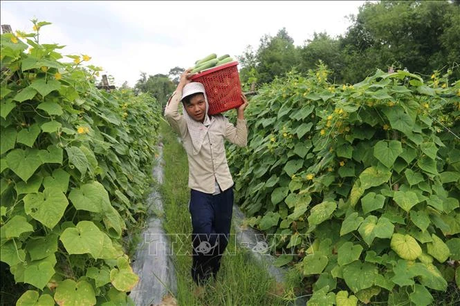 Nông dân huyện Trà Cú trồng màu cho thu nhập tăng 4 lần so với trồng lúa trước đó. Ảnh: Thanh Hòa-TTXVN 