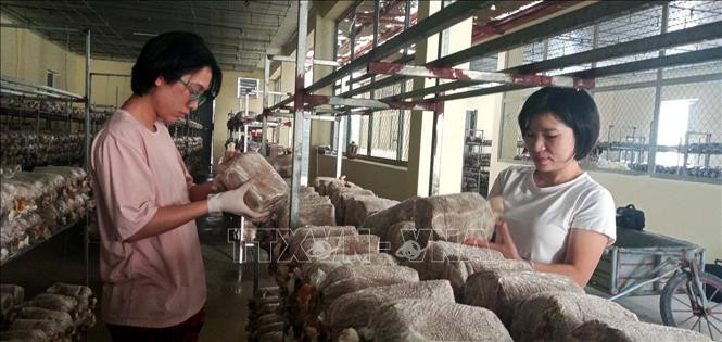 Cán bộ Viện Nông nghiệp Thanh Hóa chăm sóc nấm linh chi. Ảnh: Nguyễn Nam - TTXVN