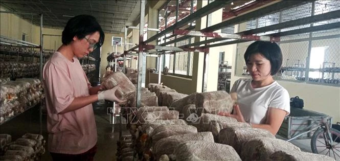 Cán bộ Viện Nông nghiệp Thanh Hóa chăm sóc nấm linh chi. Ảnh: Nguyễn Nam - TTXVN