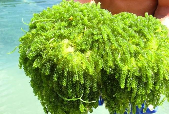 Rong nho Khánh Hòa là sản phẩm được nhiều người tiêu dùng ưa thích. Ảnh : thuonghieusanpham.vn