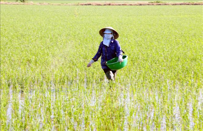 Nông dân bón thúc cho lúa. Ảnh: Nguyễn Chinh - TTXVN