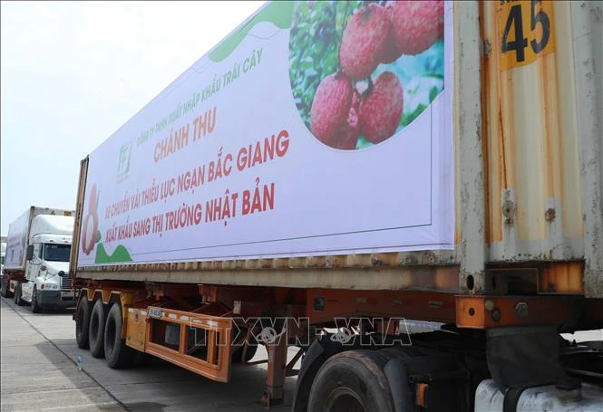 Xuất hành đoàn xe vải thiều tiêu thụ tại thị trường trong, ngoài nước. Ảnh: Thống Nhất - TTXVN