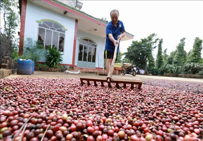 Đắk Lắk đẩy mạnh tái canh cà phê gắn với phát triển bền vững. Ảnh: Vũ Sinh – TTXVN ​