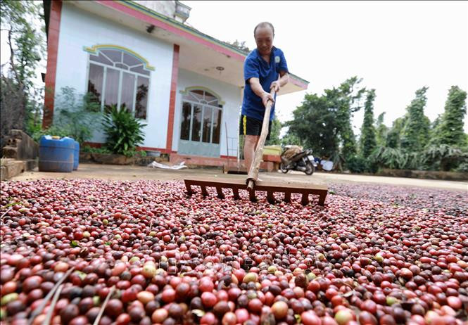 Đắk Lắk đẩy mạnh tái canh cà phê gắn với phát triển bền vững. Ảnh: Vũ Sinh – TTXVN ​