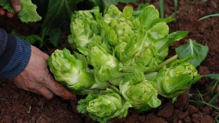 Cải mầm đá không chỉ có giá trị kinh tế, giá trị dinh dưỡng cao mà còn có khả năng chống chịu được cả băng giá. Ảnh: nhanongxanh.vn