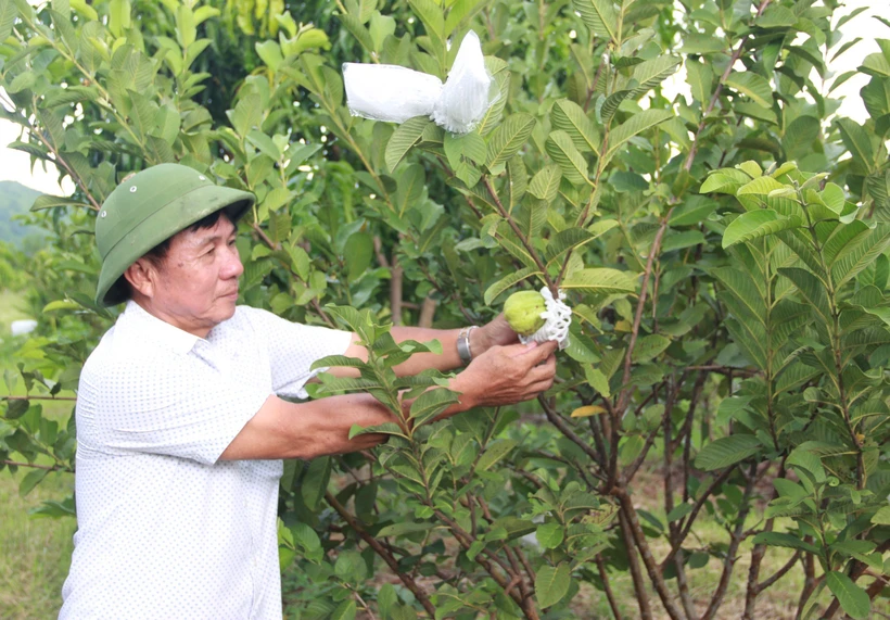 Ông Nguyễn Tiến Cường thu hoạch ổi nữ hoàng. Ảnh: Phan Sáu - TTXVN 