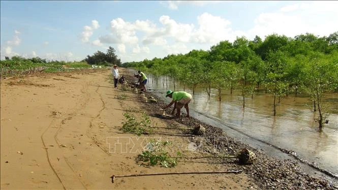 Người dân xã Mỹ Long Nam, huyện Cầu Ngang, tỉnh Trà Vinh trồng rừng. Ảnh: Thanh Hòa- TTXVN